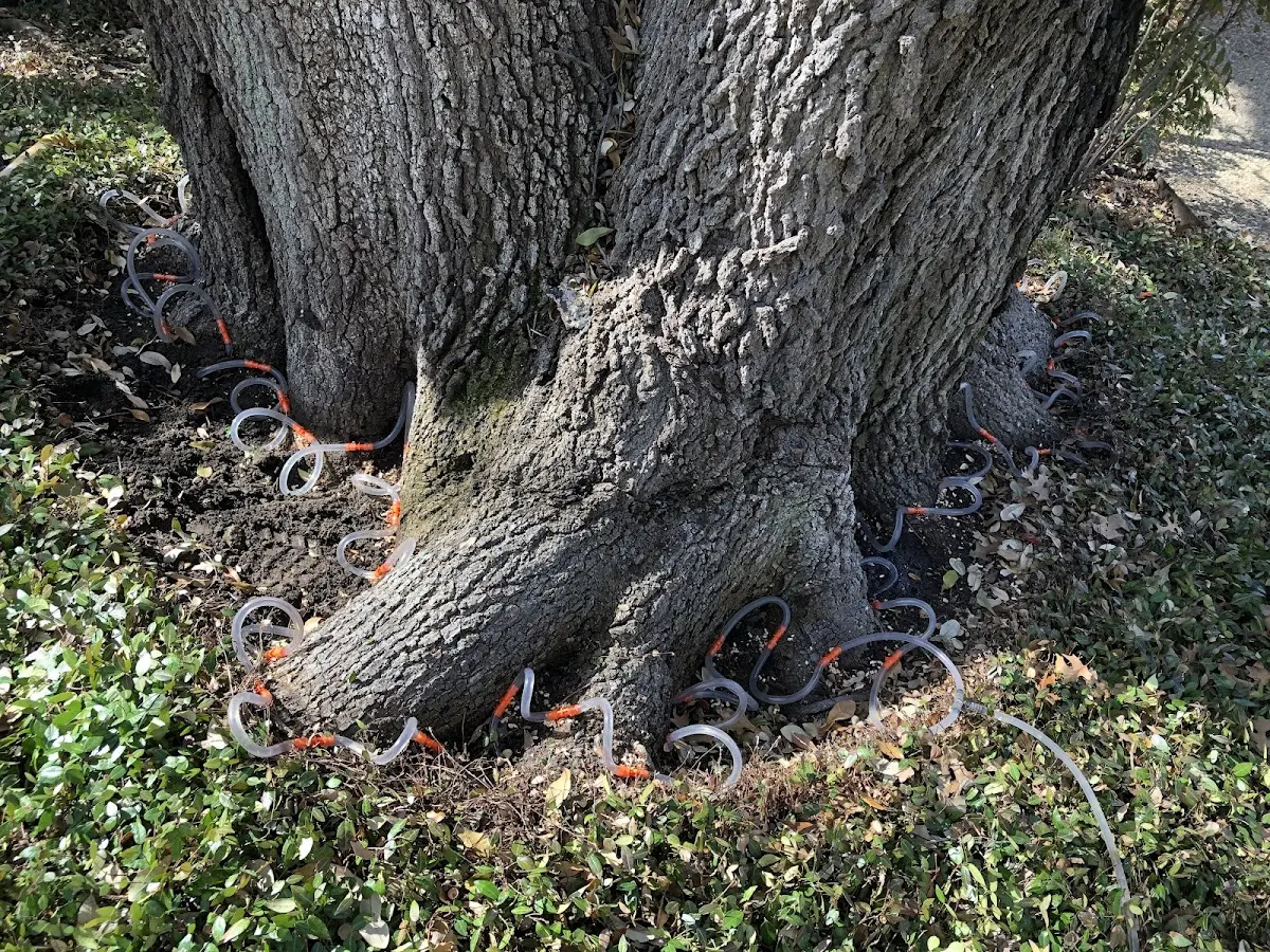 Detailed Shrub and Hedge Trimming job site in Trinity