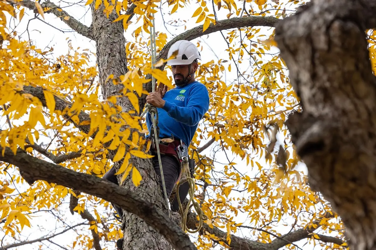 Skilled Tree Planing crew working in Trinity